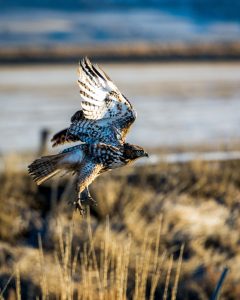 Majestic Red-Tailed Hawk is captured in flight against a clear blue sky, its wings outstretched
