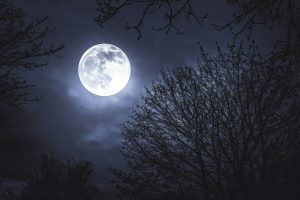 Moonlight, moon on a dark night behind trees