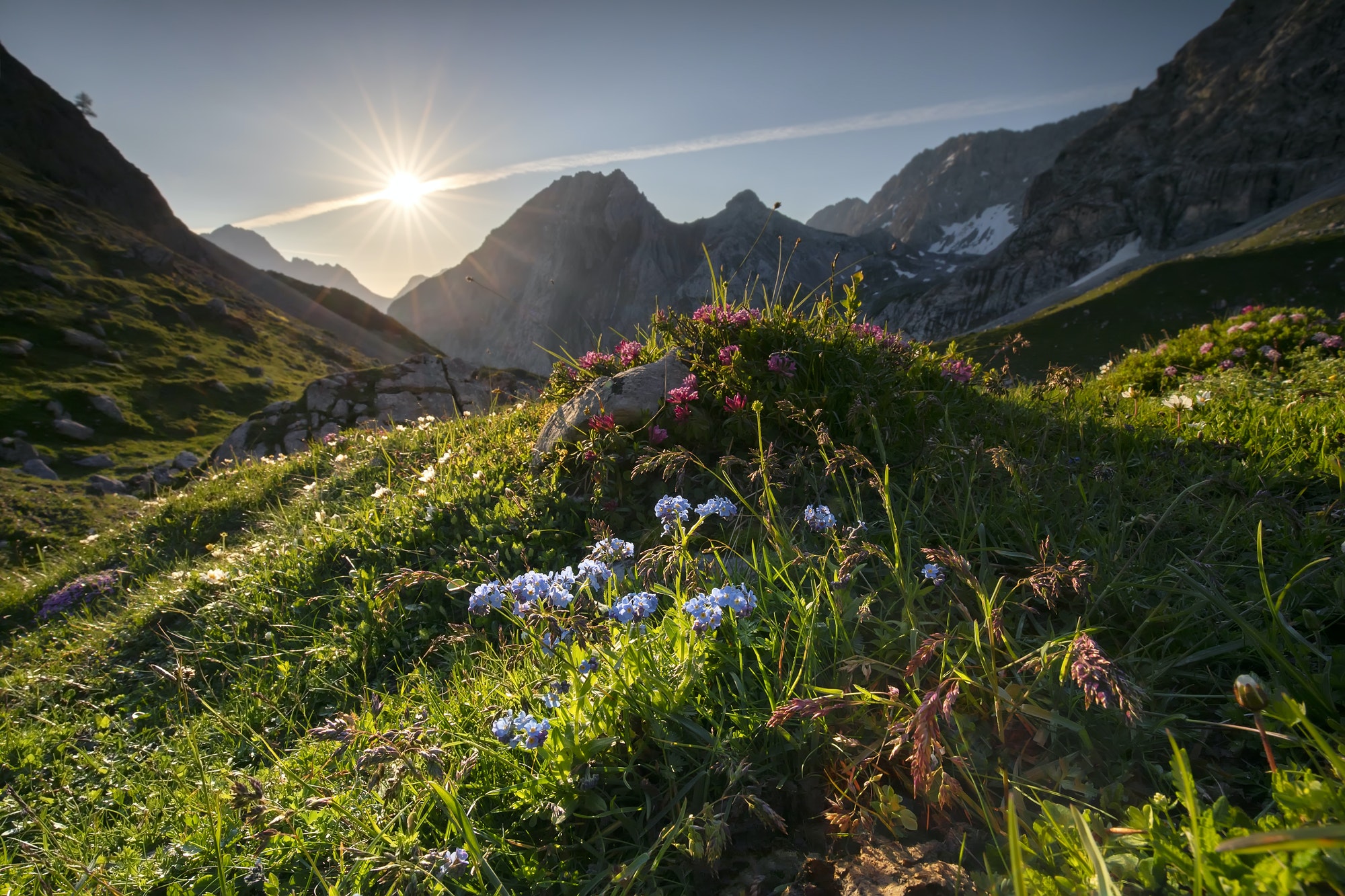 wildflowers in spring mountains at sunrise