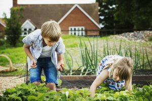Boy and girl standing by a vegetable bed in a garden, picking vegetables.