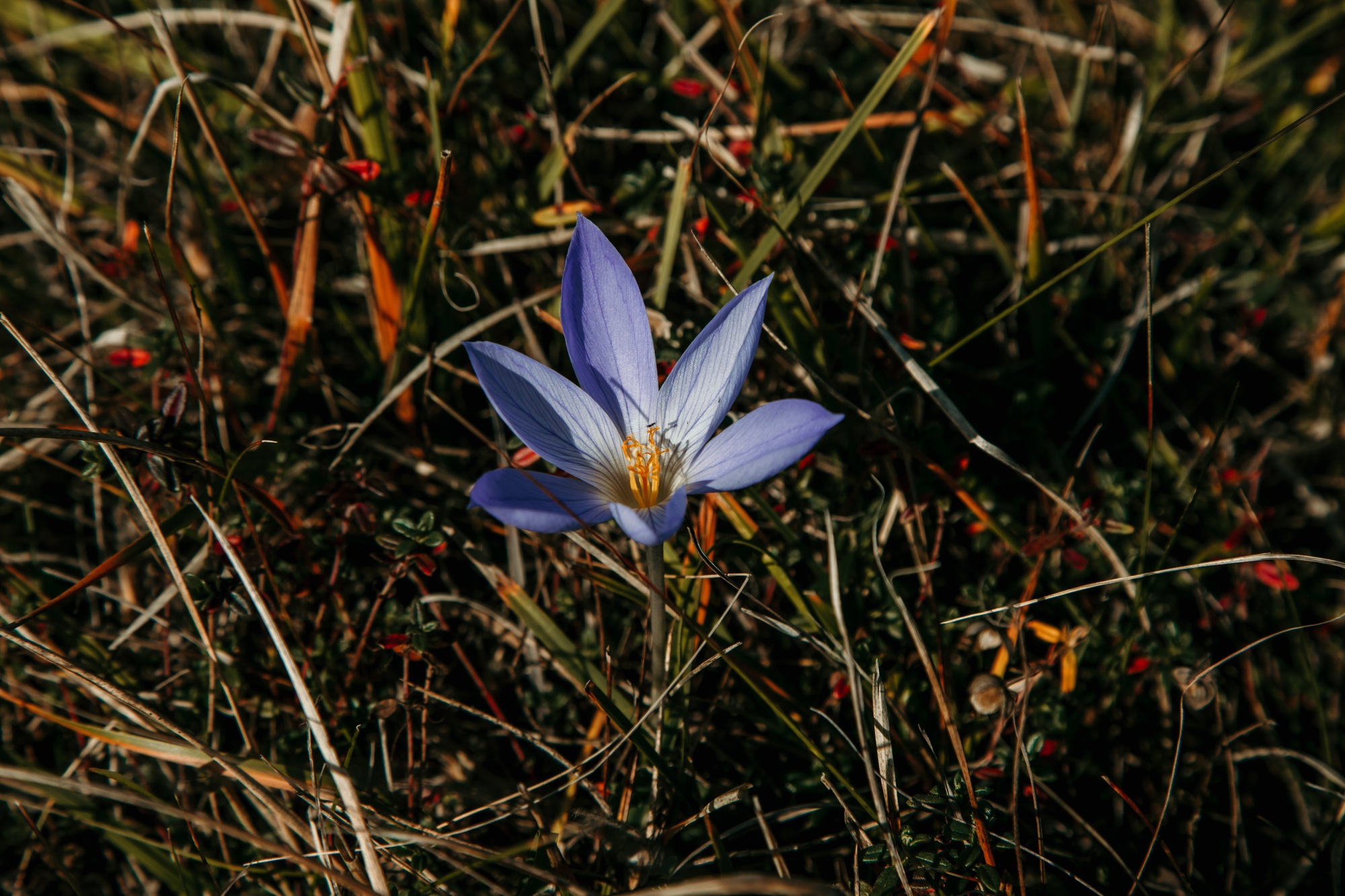 Wild flowers Meadow saffron