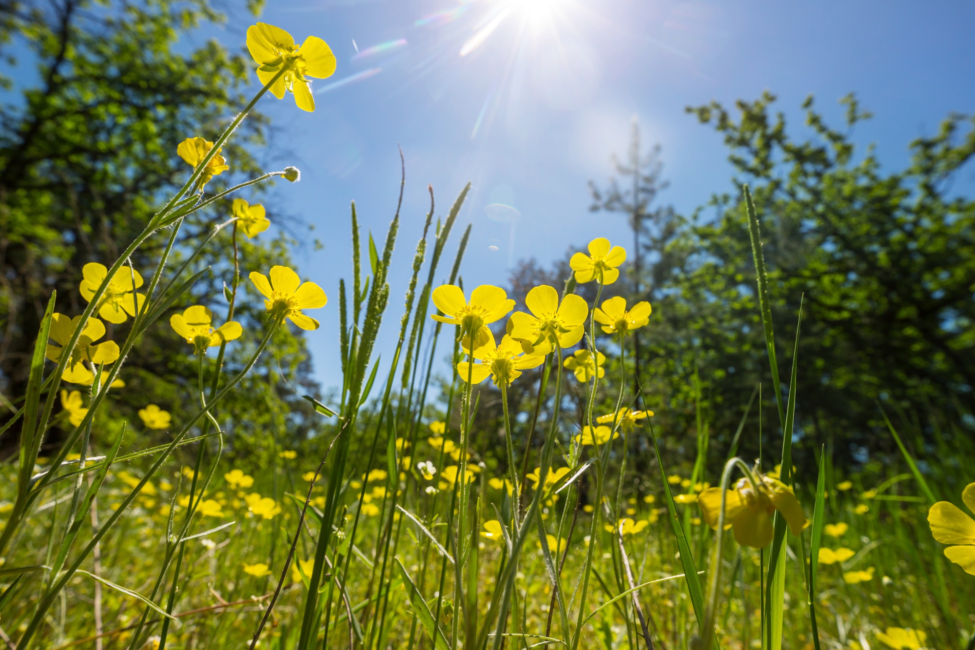 Wildflowers